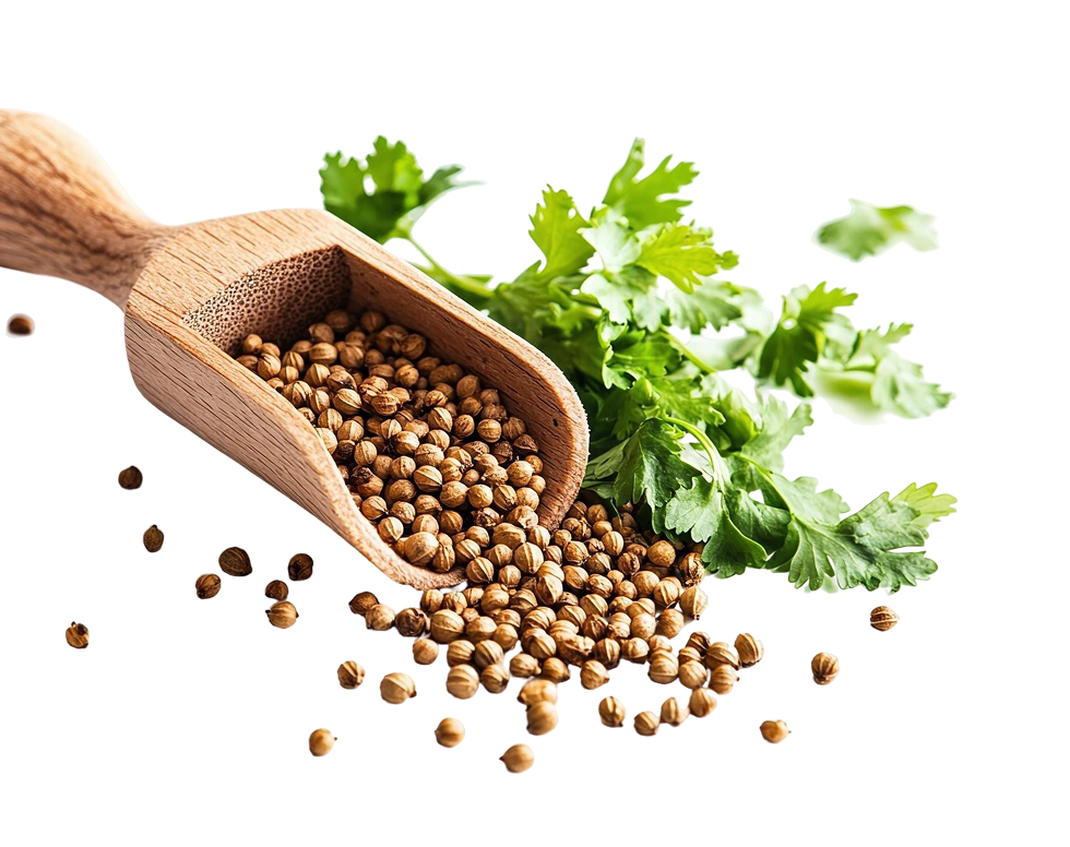 Coriander